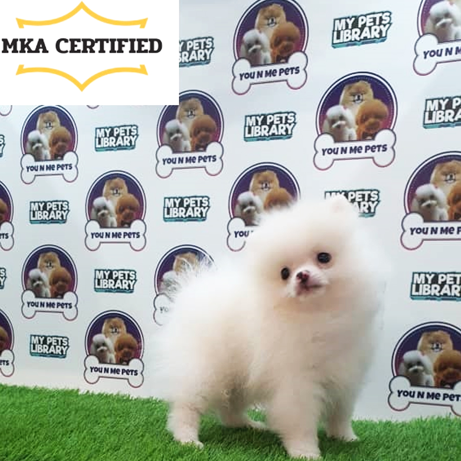 MKA Tiny Pomeranian Puppy (Male) For Sale
