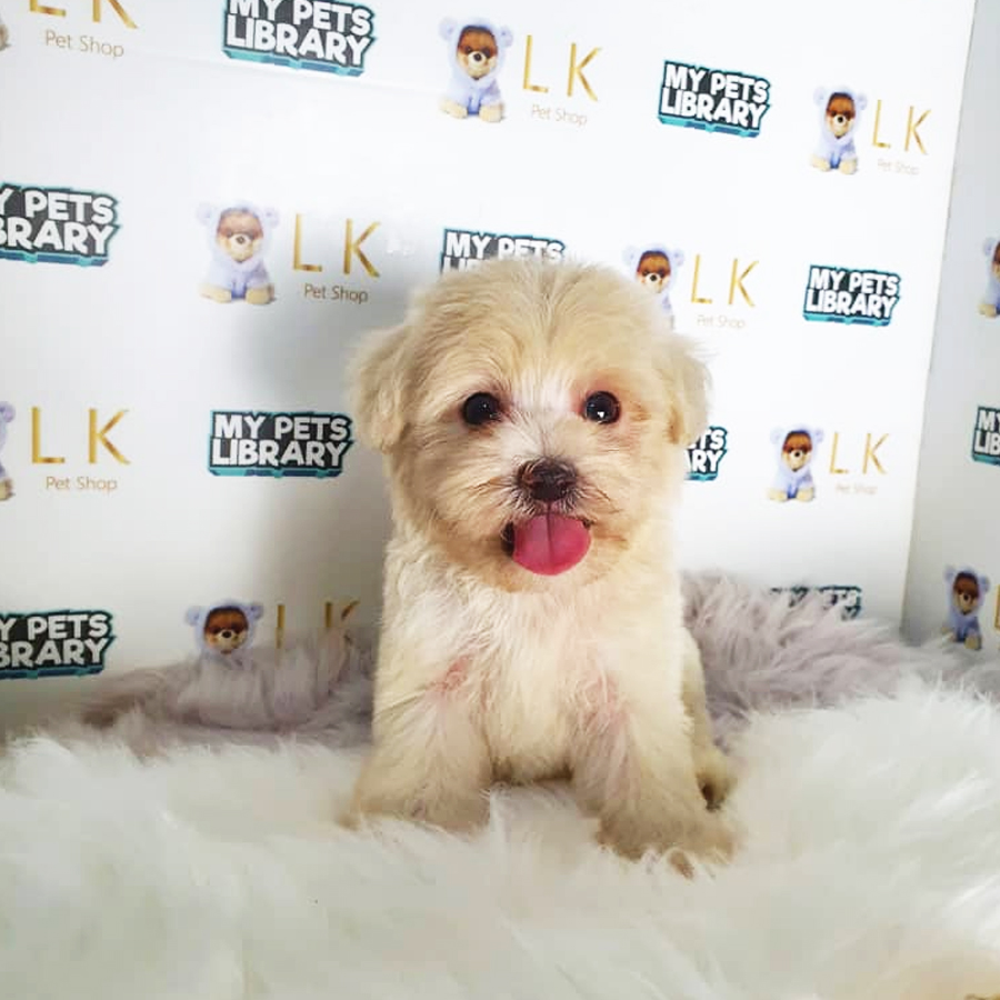 Toy Poodle Puppy (Male) For Sale