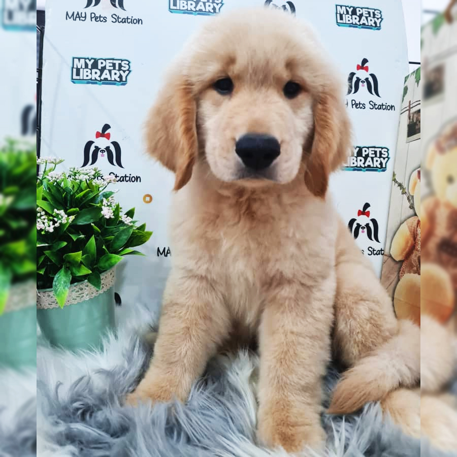Golden Retriever Puppy (Male) For Sale
