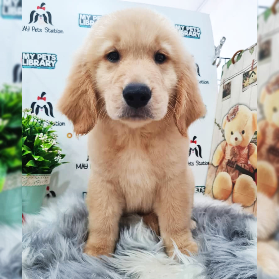 Golden Retriever Puppy (Male) For Sale