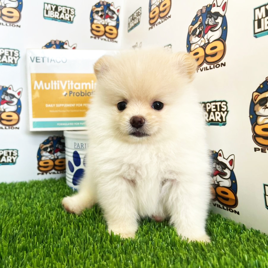 Tiny Pomeranian Puppy (Female) For Sale