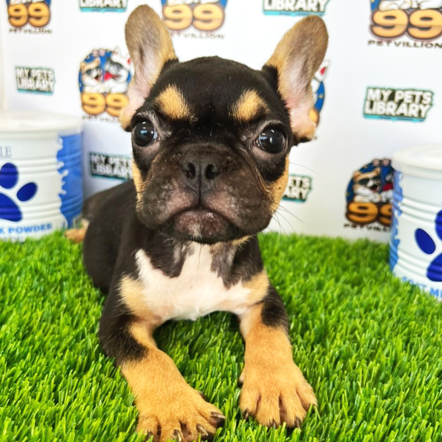 French Bulldog Puppy (Female) For Sale