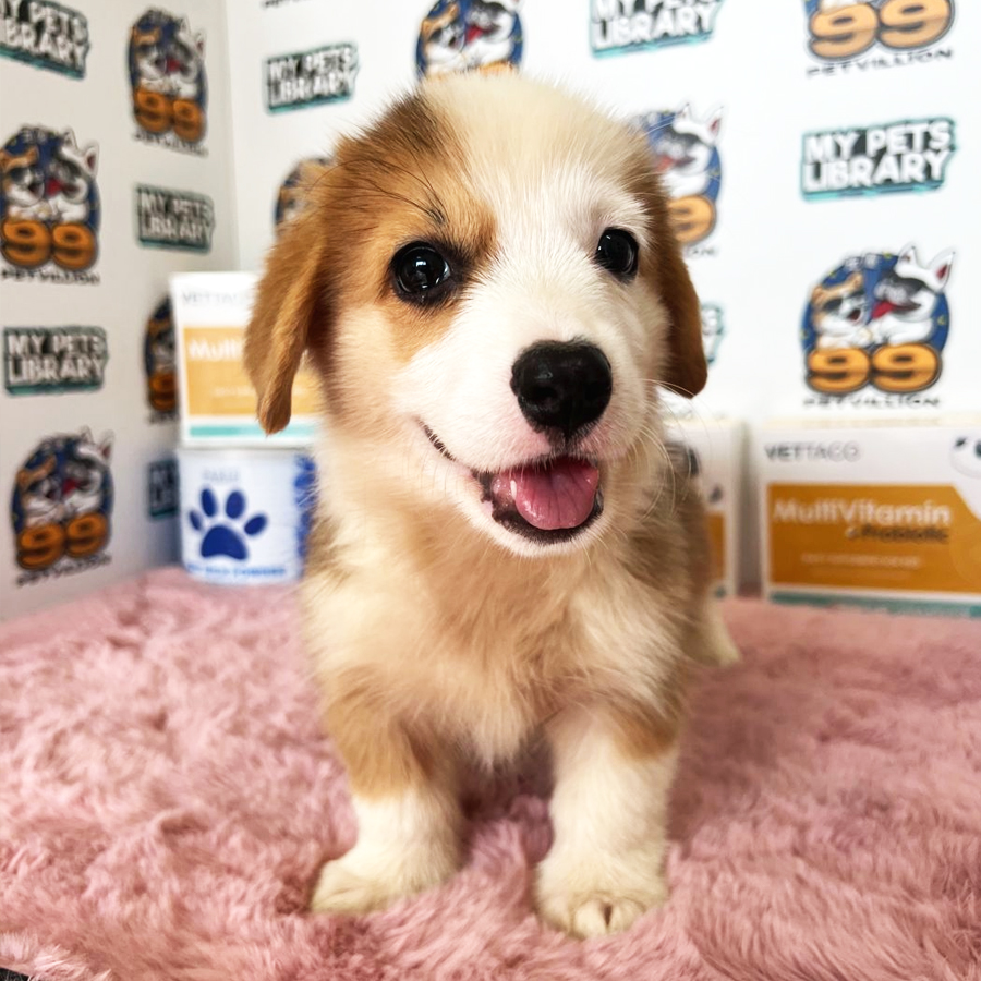 Welsh Corgi Puppy (Female) For Sale