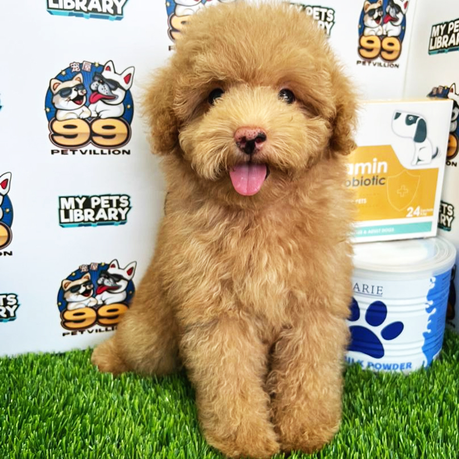 Toy Poodle Puppy (Male) For Sale