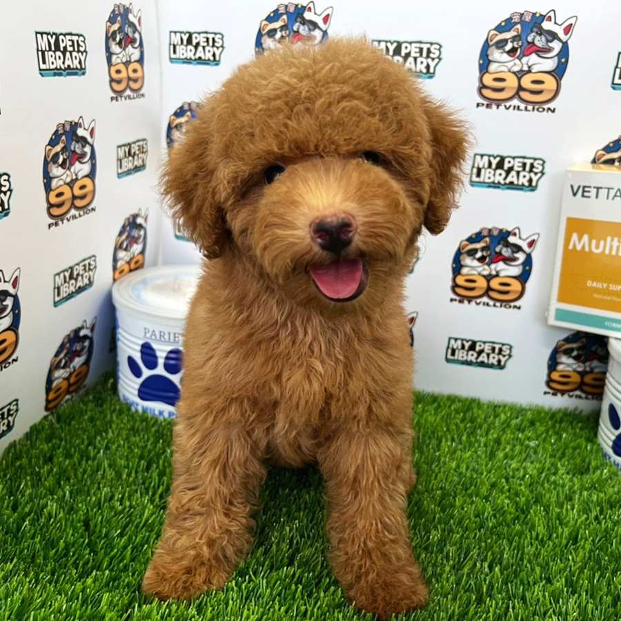 Toy Poodle Puppy (Male) For Sale