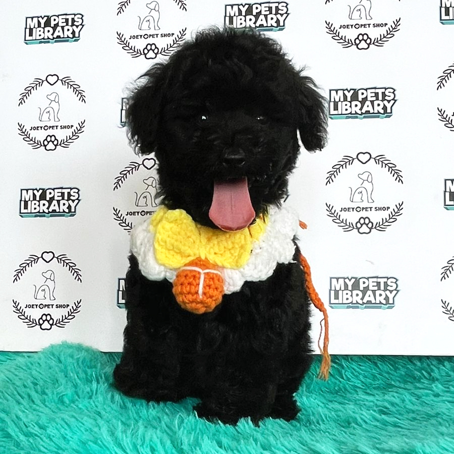 Toy Poodle Puppy (Male) For Sale