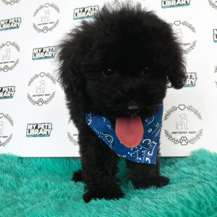 Toy Poodle Puppy (Male) For Sale