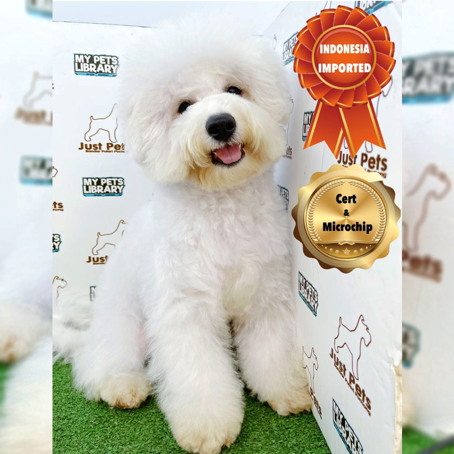 Indonesia Imported Bichon Frise Puppy (Male) For Sale