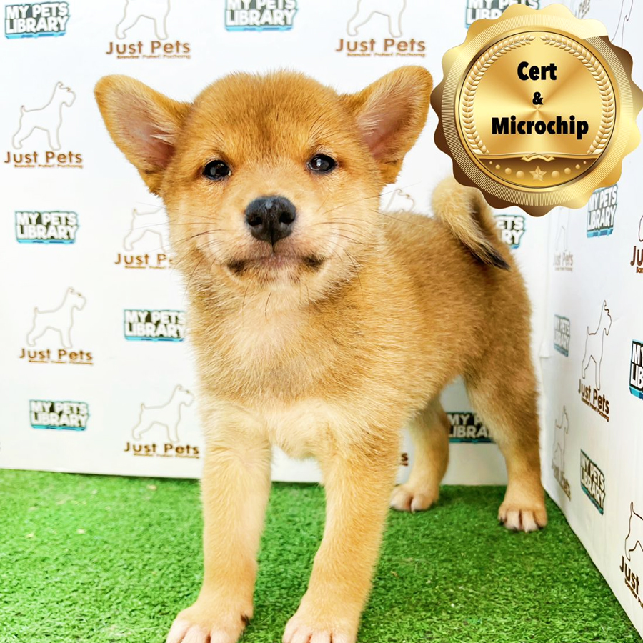 MKA Shiba Inu Puppy (Female) For Sale