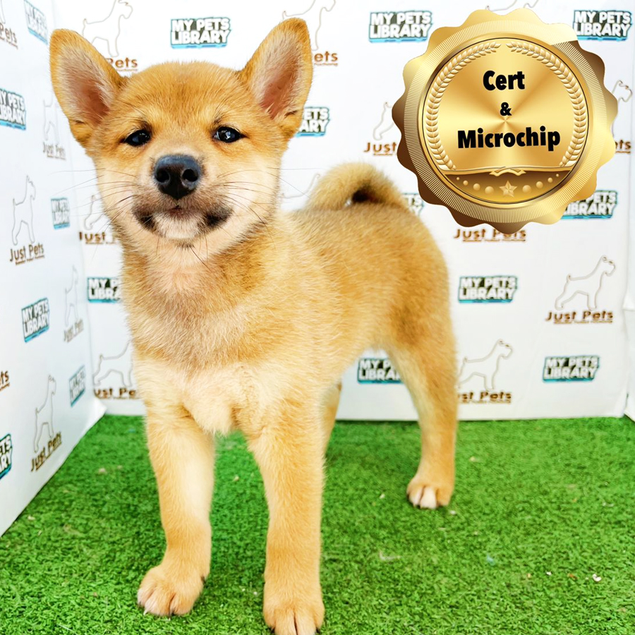 MKA Shiba Inu Puppy (Male) For Sale