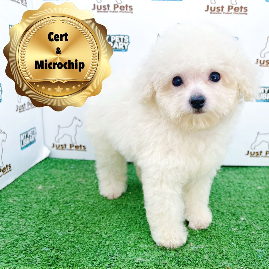 MKA Toy Poodle Puppy (Female) For Sale