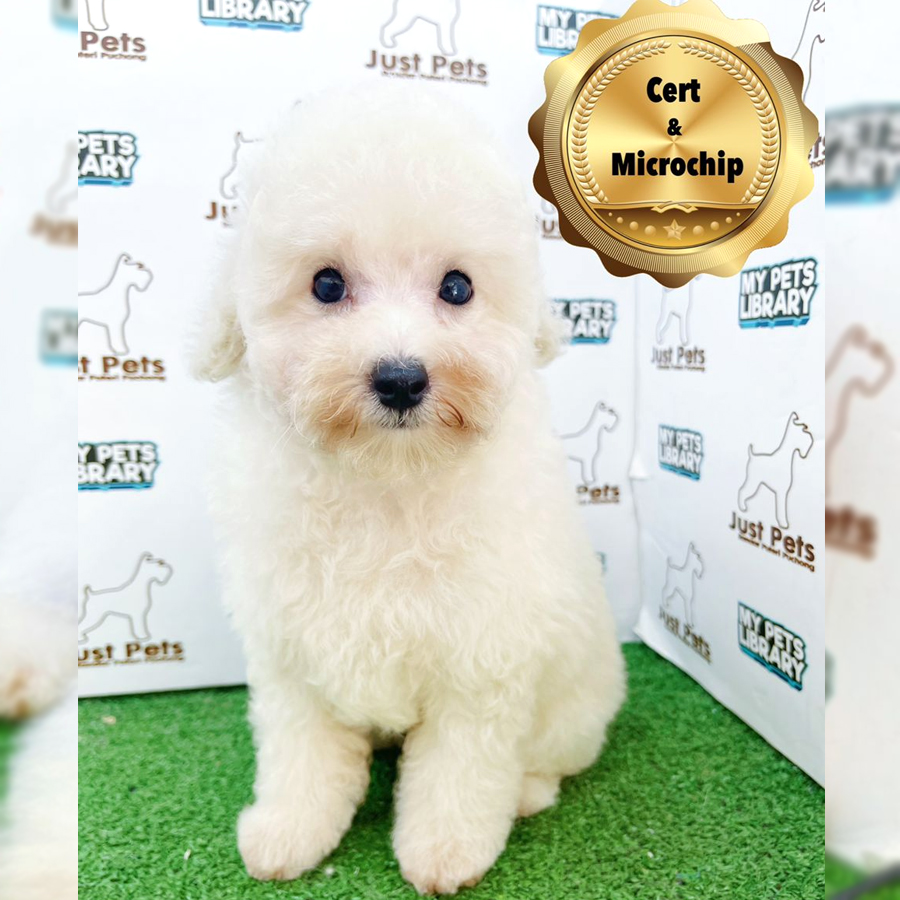 MKA Toy Poodle Puppy (Male) For Sale