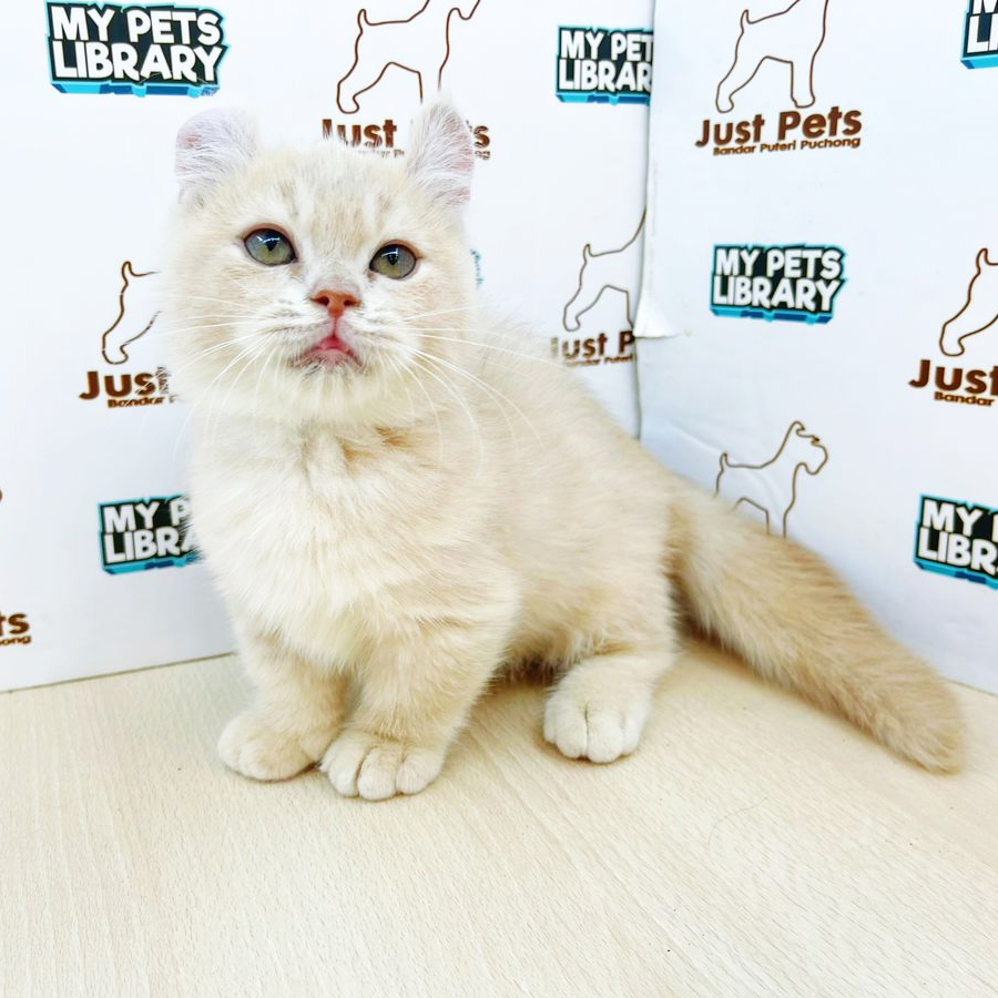 Kinkalow Kitten (Male) For Sale