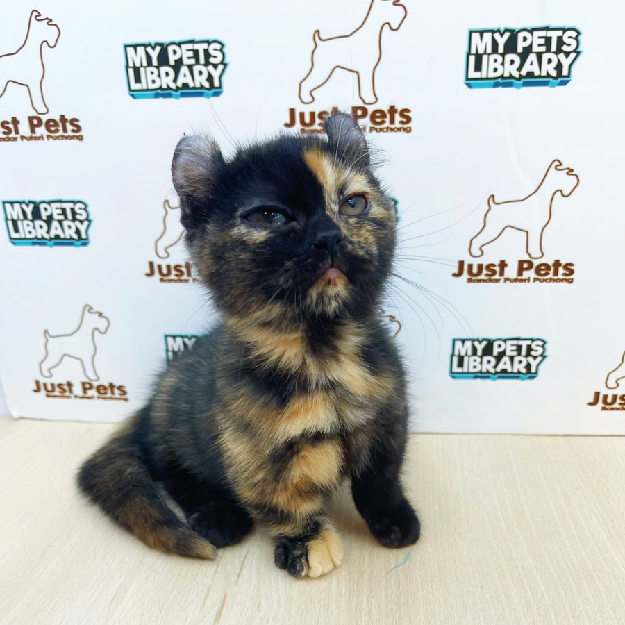 Kinkalow Kitten (Female) For Sale