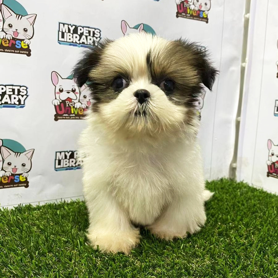 Shih Tzu Puppy (Male) For Sale