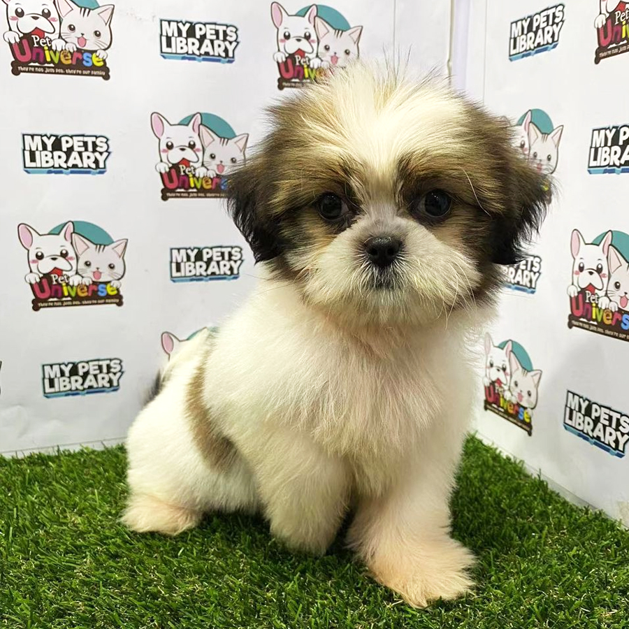 Shih Tzu Puppy (Female) For Sale