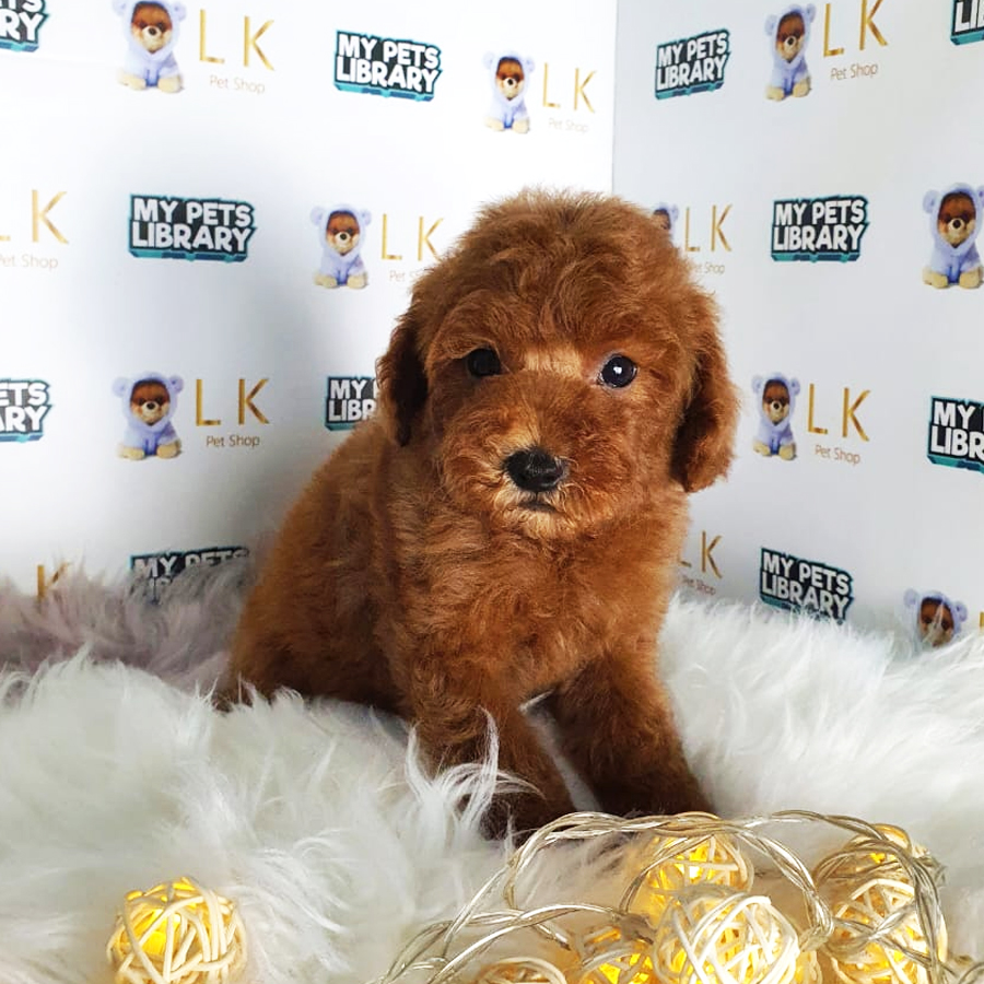 Toy Poodle Puppy (Male) For Sale