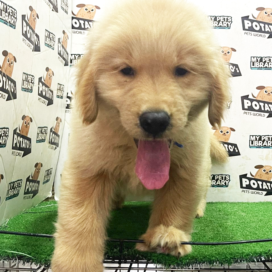 Golden Retriever Puppy (Male) For Sale