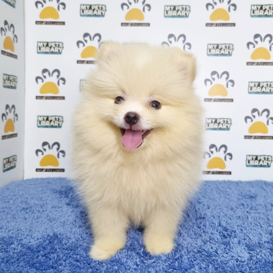 Pomeranian Puppy (Male) For Sale