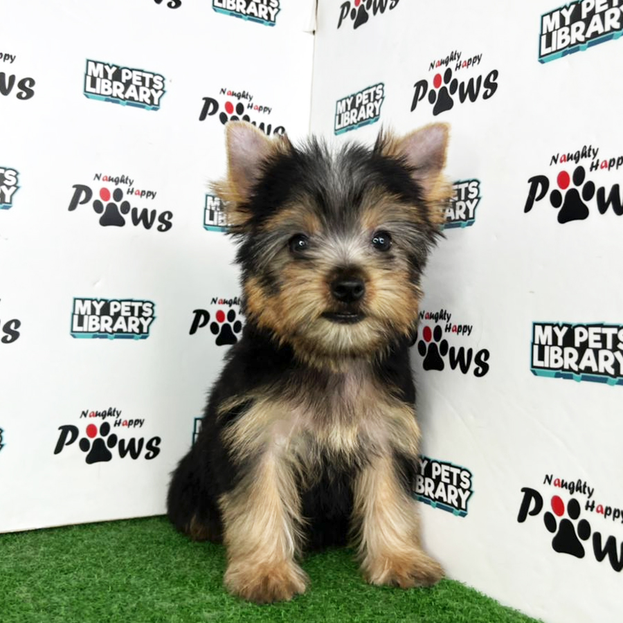 Yorkshire Terrier Puppy (Female) For Sale