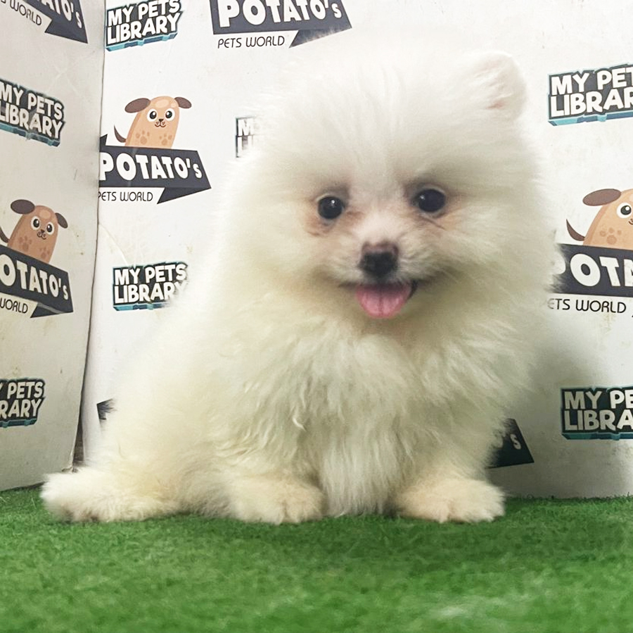 Pomeranian Puppy (Female) For Sale