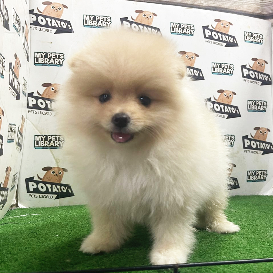 Pomeranian Puppy (Female) For Sale