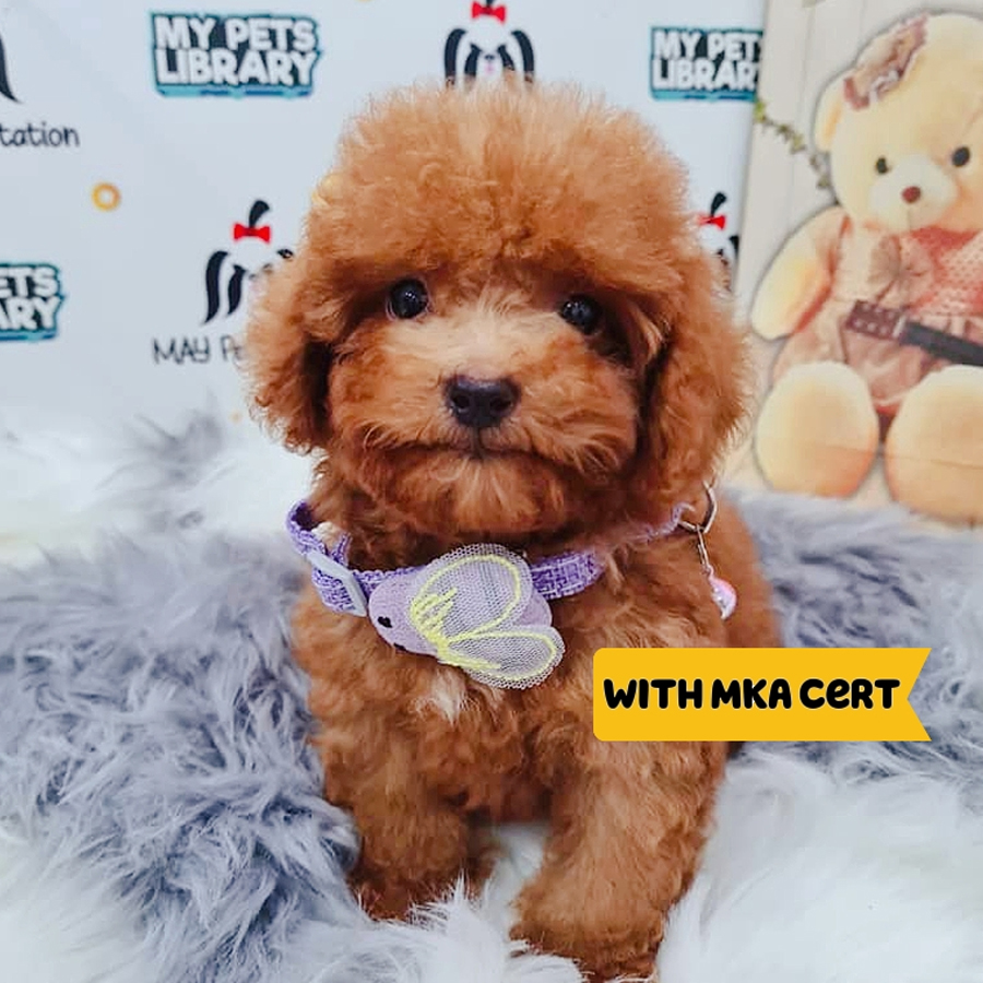 MKA Toy Poodle Puppy (Male) For Sale