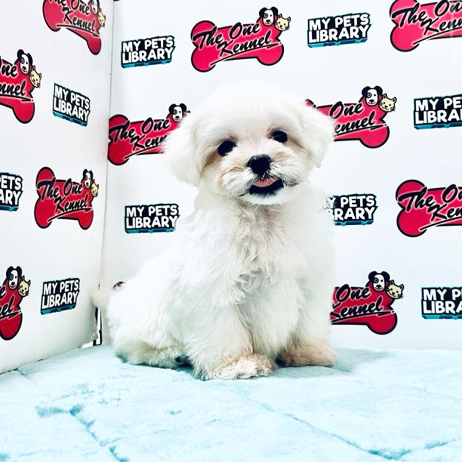 MKA Maltese Puppy (Male) For Sale