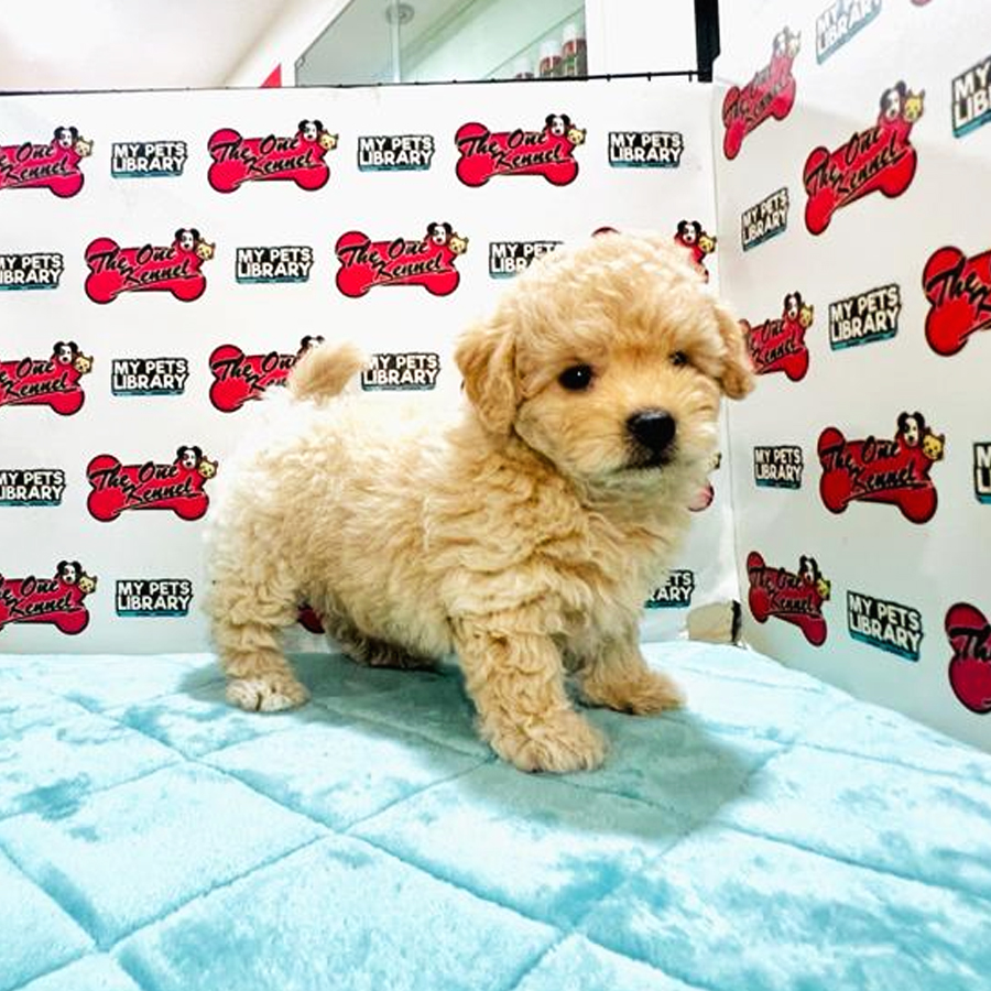 MKA Toy Poodle Puppy (Male) For Sale