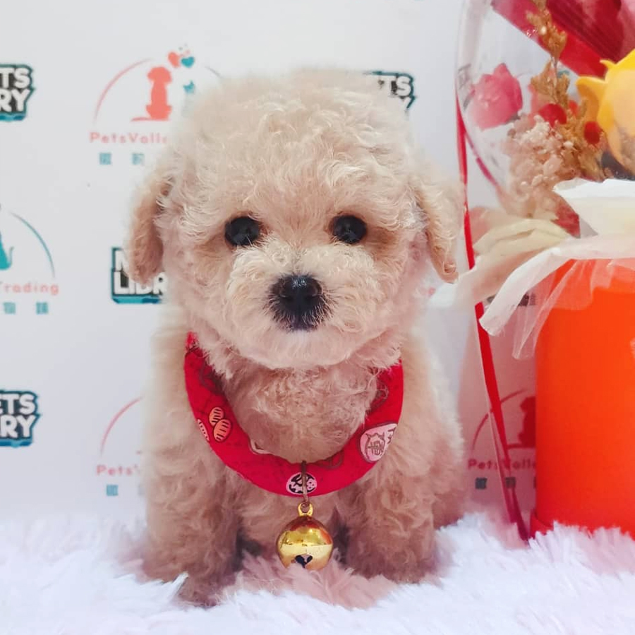 Tiny Poodle Puppy (Female) For Sale