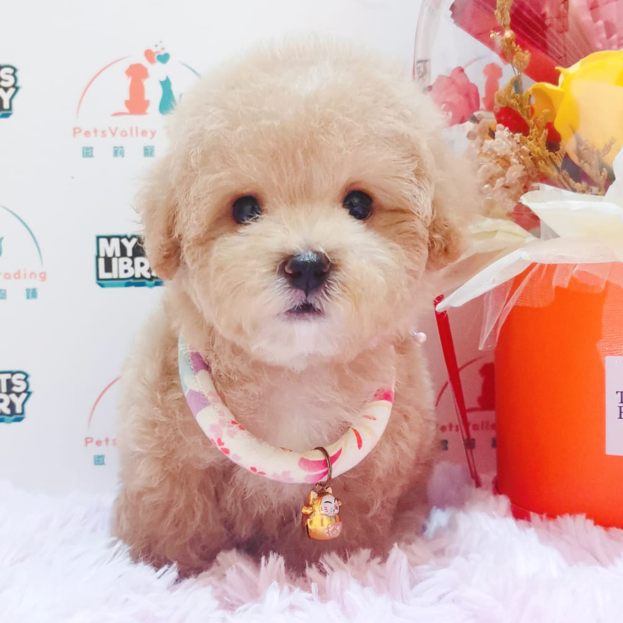 Toy Poodle Puppy (Male) For Sale