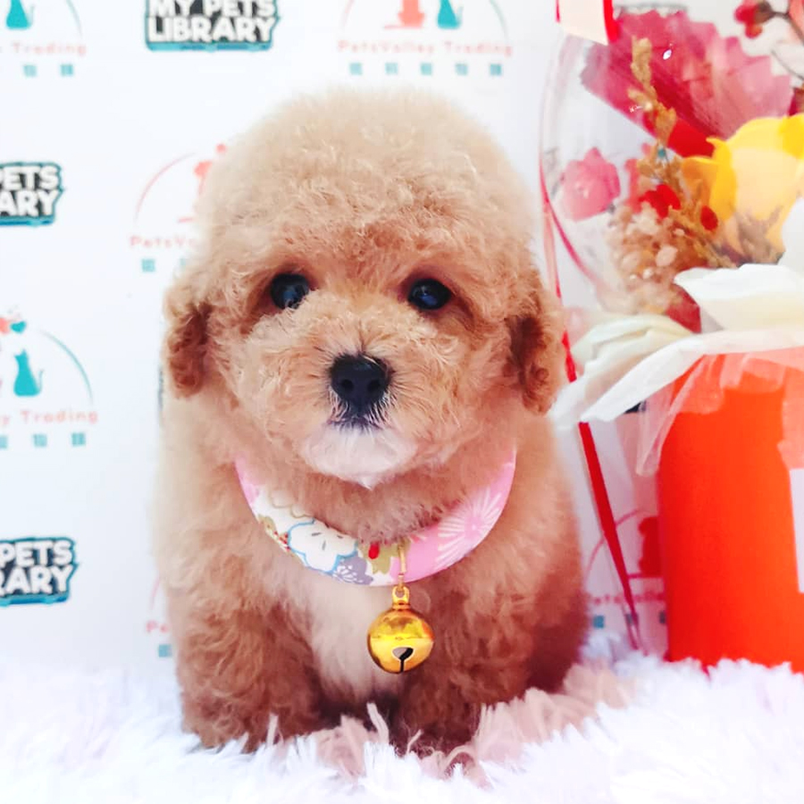 Toy Poodle Puppy (Male) For Sale
