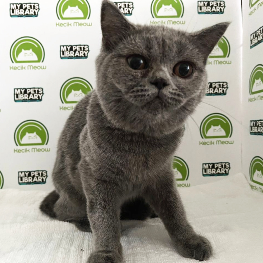 British Shorthair Kitten (Female) For Sale