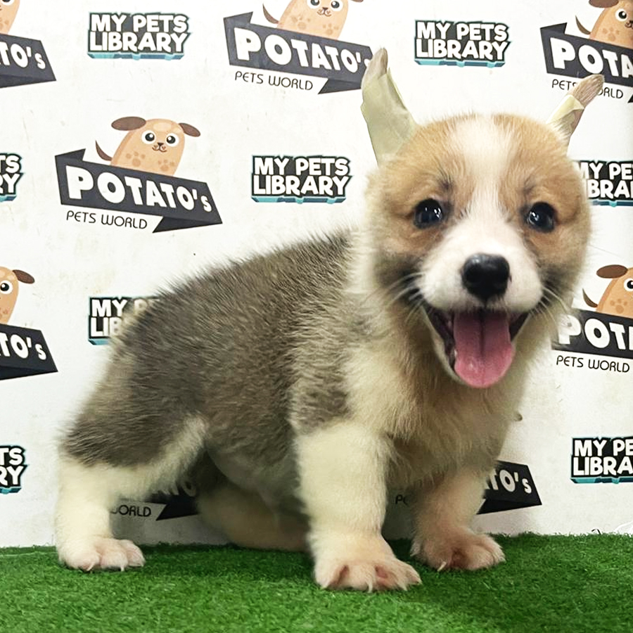 Welsh Corgi Puppy (Male) For Sale
