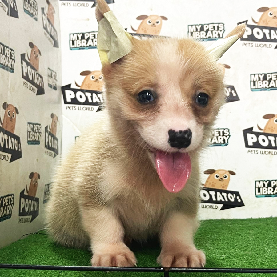 Welsh Corgi Puppy (Female) For Sale