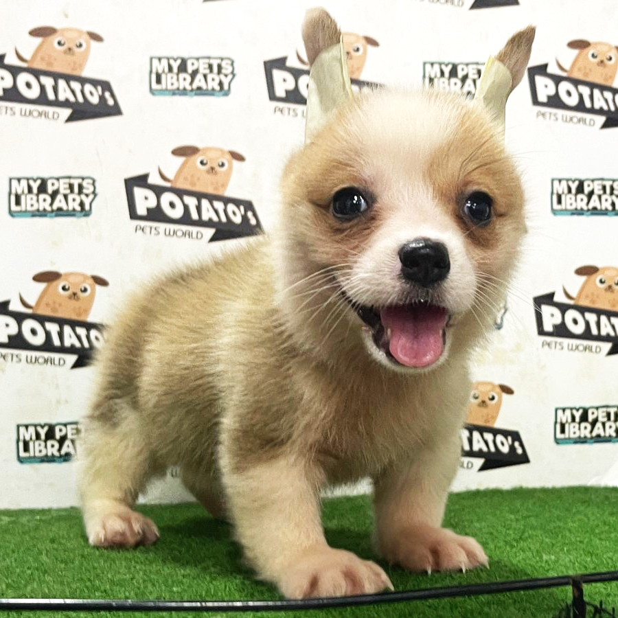Welsh Corgi Puppy (Female) For Sale