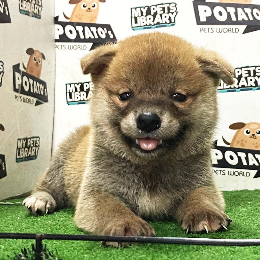 Shiba Inu Puppy (Male) For Sale