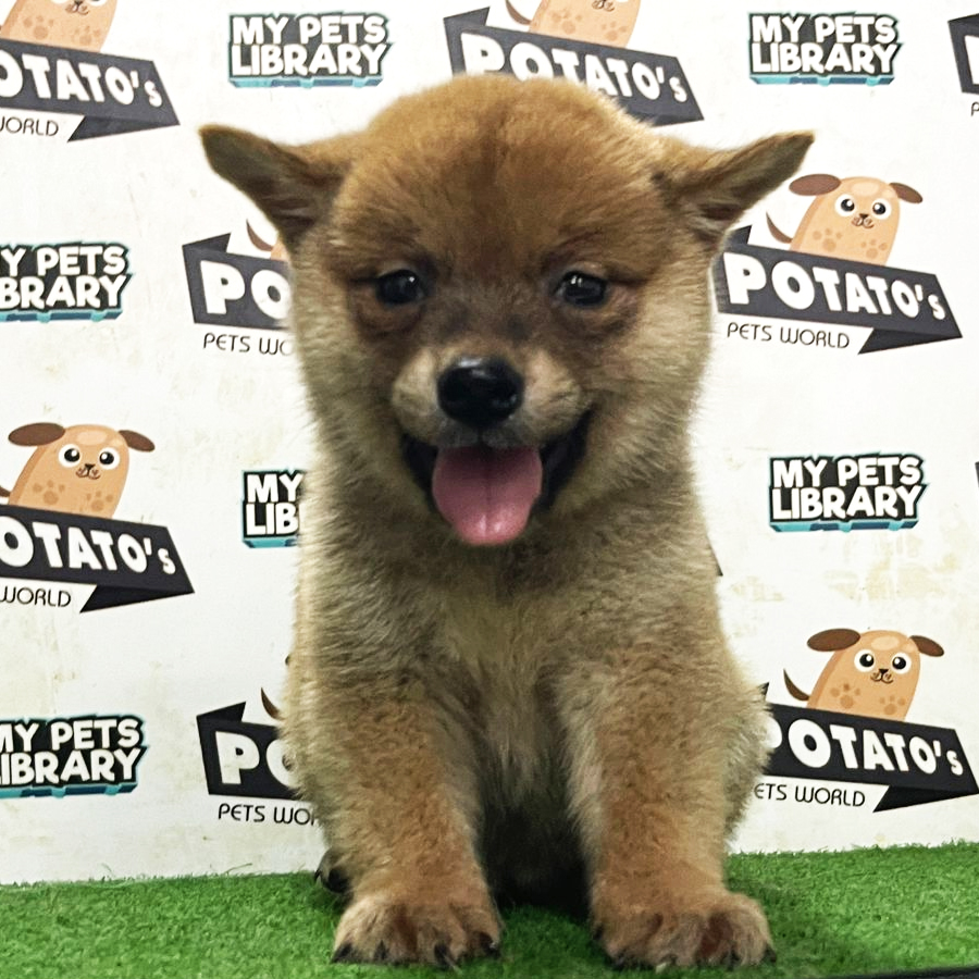 Shiba Inu Puppy (Female) For Sale