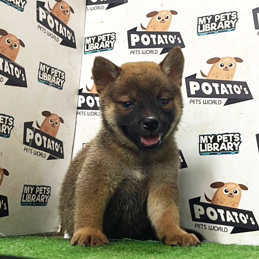 Shiba Inu Puppy (Female) For Sale