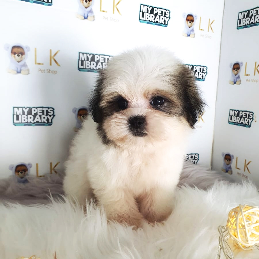 Shih Tzu Puppy (Female) For Sale
