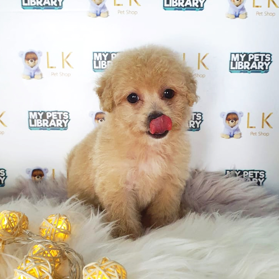 Toy Poodle Puppy (Female) For Sale