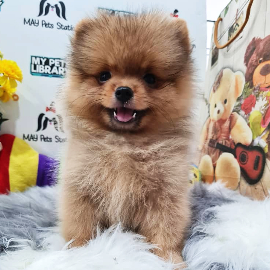 Pomeranian Puppy (Female) For Sale