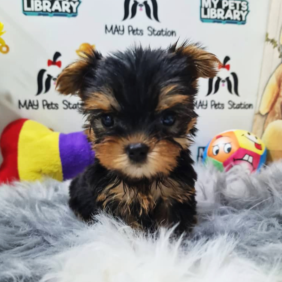 Yorkshire Terrier Puppy (Female) For Sale