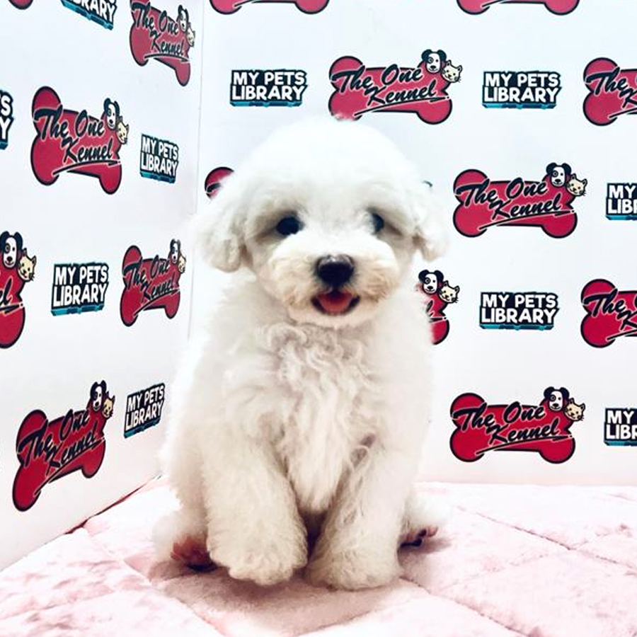 Toy Poodle Puppy (Male) For Sale