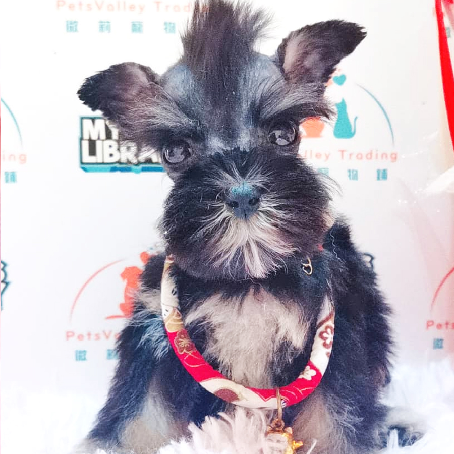 Mini Schnauzer Puppy (Male) For Sale