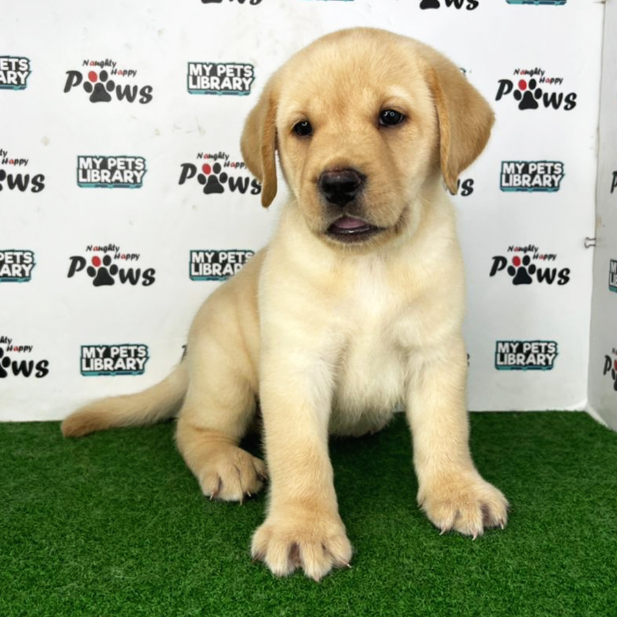 Labrador Retriever Puppy (Male) For Sale