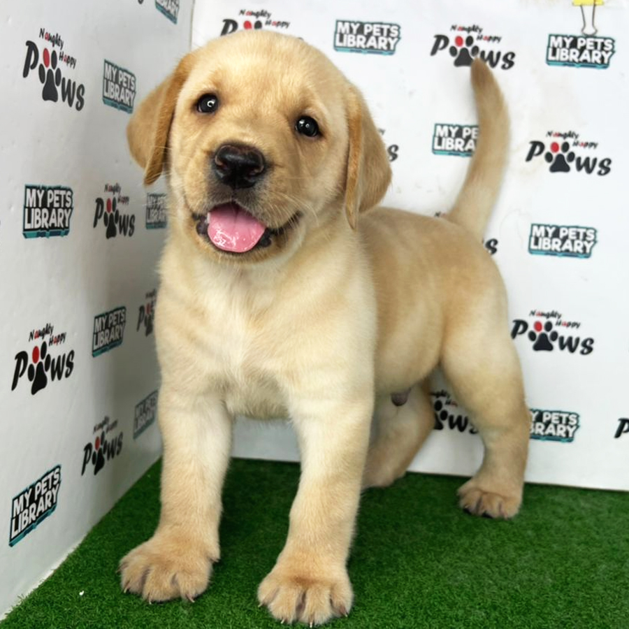 Labrador Retriever Puppy (Male) For Sale