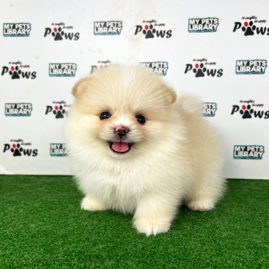 Pomeranian Puppy (Female) For Sale