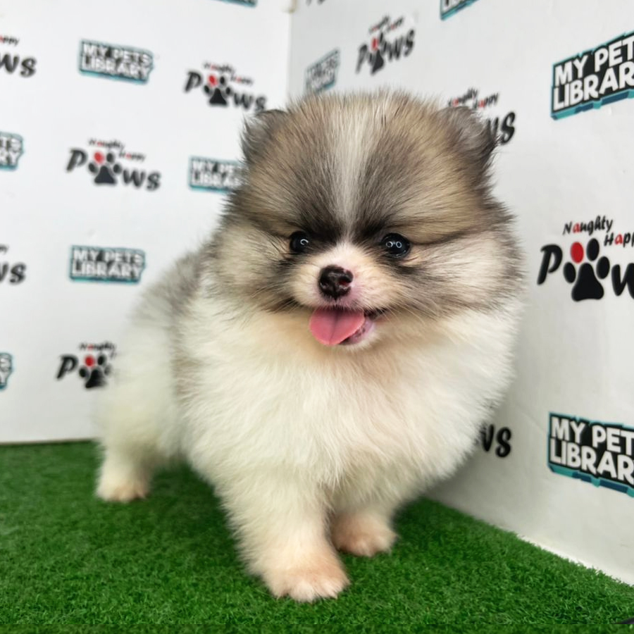 Pomeranian Puppy (Female) For Sale