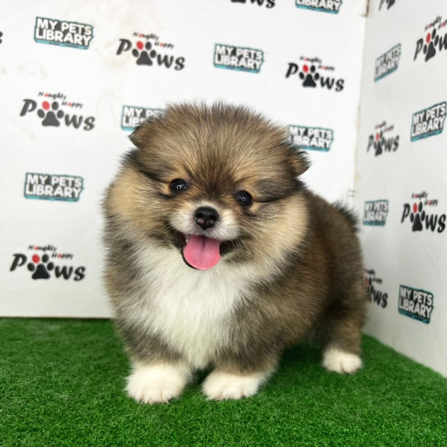 Pomeranian Puppy (Female) For Sale